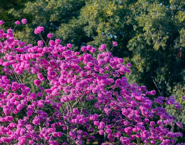 Handroanthus Heptaphyllus Close Beautiful Pink Trumpet Tree Tabebuia Rosea Full — Stock Photo, Image