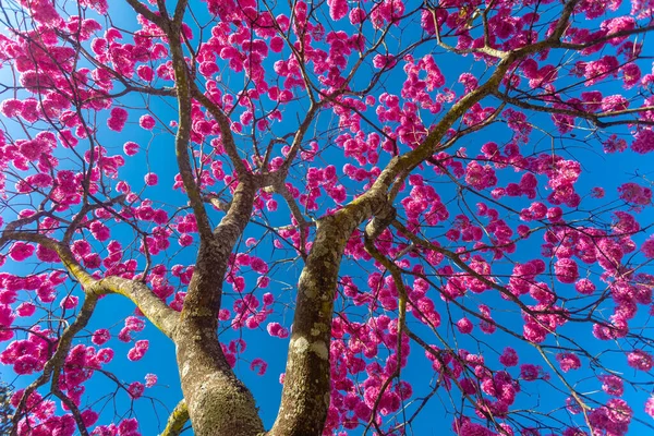 ハンドロアントス ヘプタプラルス 満開の美しいピンクのトランペットの木 Tabebuia Roseaのクローズアップ Rosa Pink ブラジリアDf ストックフォト