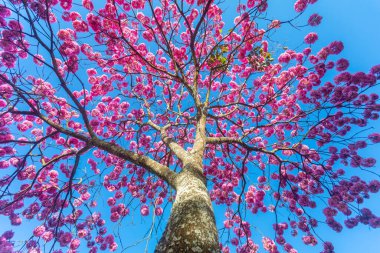 (Handroanthus heptaphyllus) Güzel Pembe Trompet Ağacı 'nın yakınında, Tabebuia Rosea çiçek açmış. Ip Rosa, pembe ip. Braslia DF