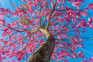 (Handroanthus heptaphyllus) Güzel Pembe Trompet Ağacı 'nın yakınında, Tabebuia Rosea çiçek açmış. Ip Rosa, pembe ip. Braslia DF