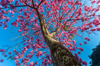 (Handroanthus heptaphyllus) Güzel Pembe Trompet Ağacı 'nın yakınında, Tabebuia Rosea çiçek açmış. Ip Rosa, pembe ip. Braslia DF