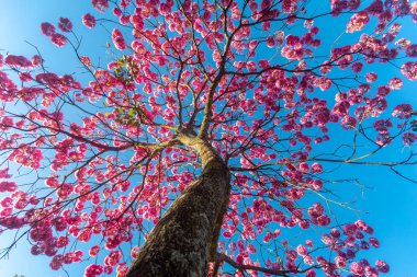(Handroanthus heptaphyllus) Güzel Pembe Trompet Ağacı 'nın yakınında, Tabebuia Rosea çiçek açmış. Ip Rosa, pembe ip. Braslia DF