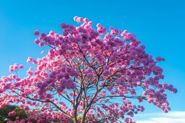 (Handroanthus heptaphyllus) Güzel Pembe Trompet Ağacı 'nın yakınında, Tabebuia Rosea çiçek açmış. Ip Rosa, pembe ip. Braslia DF