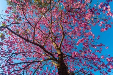(Handroanthus heptaphyllus) Güzel Pembe Trompet Ağacı 'nın yakınında, Tabebuia Rosea çiçek açmış. Ip Rosa, pembe ip. Braslia DF