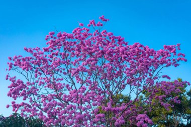 (Handroanthus heptaphyllus) Güzel Pembe Trompet Ağacı 'nın yakınında, Tabebuia Rosea çiçek açmış. Ip Rosa, pembe ip. Braslia DF