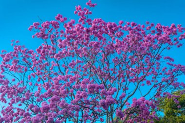 (Handroanthus heptaphyllus) Güzel Pembe Trompet Ağacı 'nın yakınında, Tabebuia Rosea çiçek açmış. Ip Rosa, pembe ip. Braslia DF
