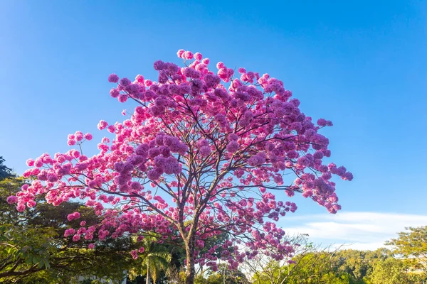 ハンドロアントス ヘプタプラルス 満開の美しいピンクのトランペットの木 Tabebuia Roseaのクローズアップ Rosa Pink ブラジリアDf — ストック写真