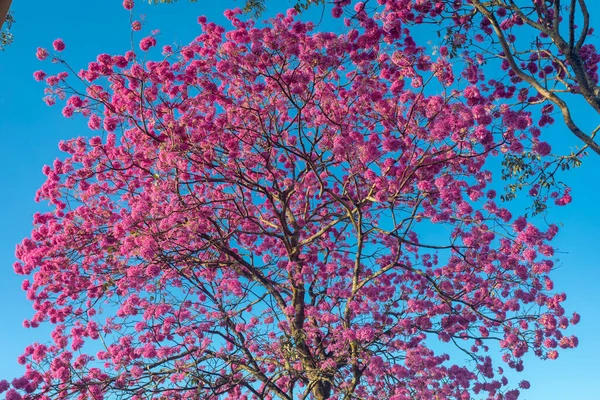 Handroanthus Heptaphyllus Nahaufnahme Des Schönen Rosafarbenen Trompetenbaums Tabebuia Rosea Voller — Stockfoto