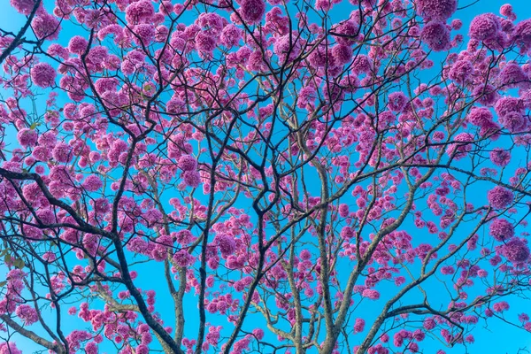 Handroanthus Heptaphyllus Close Beautiful Pink Trumpet Tree Tabebuia Rosea Full — Stock Photo, Image