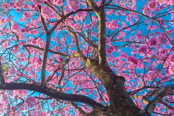 Handroanthus Heptaphyllus Κοντινό Πλάνο Του Όμορφου Pink Trumpet Tree Tabebuia — Φωτογραφία Αρχείου