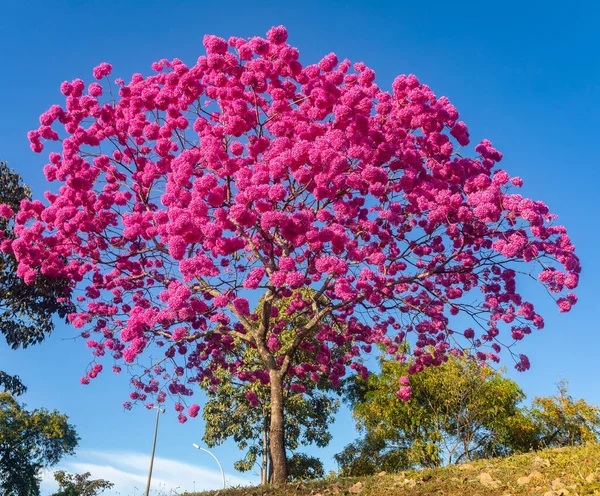 ハンドロアントス ヘプタプラルス 満開の美しいピンクのトランペットの木 Tabebuia Roseaのクローズアップ Rosa Pink ブラジリアDf ストック写真