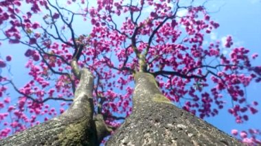 Güzel Pembe Trompet Ağacı (Handroanthus heptaphyllus), Tabebuia Pembesi 'nin ayrıntıları. Braslia şehrinde Brezilya ipe ağacı