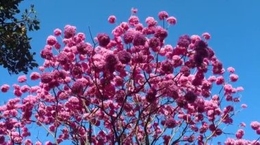 Güzel Pembe Trompet Ağacı (Handroanthus heptaphyllus), Tabebuia Pembesi 'nin ayrıntıları. Braslia şehrinde Brezilya ipe ağacı