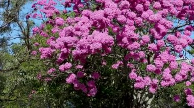 Güzel Pembe Trompet Ağacı (Handroanthus heptaphyllus), Tabebuia Pembesi 'nin ayrıntıları. Braslia şehrinde Brezilya ipe ağacı