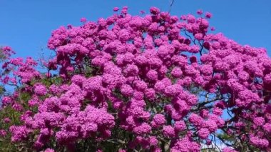 Güzel Pembe Trompet Ağacı (Handroanthus heptaphyllus), Tabebuia Pembesi 'nin ayrıntıları. Braslia şehrinde Brezilya ipe ağacı