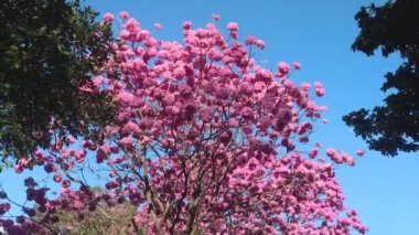 Güzel Pembe Trompet Ağacı (Handroanthus heptaphyllus), Tabebuia Pembesi 'nin ayrıntıları. Braslia şehrinde Brezilya ipe ağacı