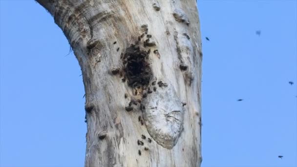Wilde Honigbienen Nisten Auf Baumstamm Brasilianischen Cerrado Biom — Stockvideo