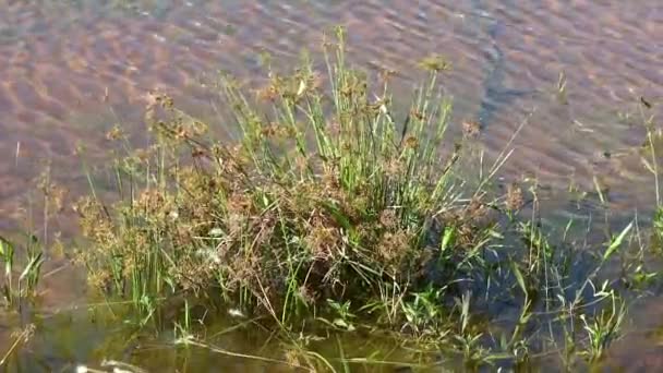 澄んだ水の池や水生植物を背景にした自然環境 — ストック動画