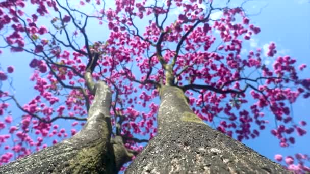 美しいピンク色のトランペットの木 ハンドロアントス ヘプタイラス の詳細 満開のTabebuiaピンク ブラジリア市のブラジルのイペの木 — ストック動画