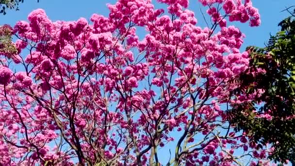 美しいピンク色のトランペットの木 ハンドロアントス ヘプタイラス の詳細 満開のTabebuiaピンク ブラジリア市のブラジルのイペの木 — ストック動画