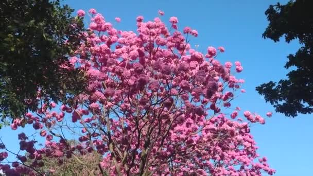 Detalles Hermosa Trompeta Rosa Handroanthus Heptaphyllus Tabebuia Rosa Plena Floración — Vídeos de Stock