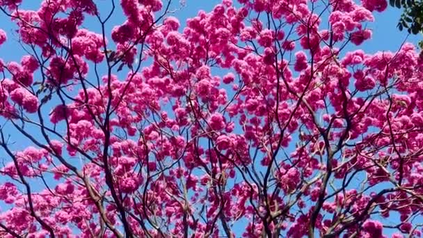 Detalles Hermosa Trompeta Rosa Handroanthus Heptaphyllus Tabebuia Rosa Plena Floración — Vídeos de Stock