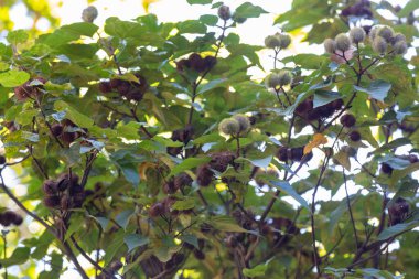 Annato bitkisi urucum olarak da bilinir. Bu Bixa Orellana ağacından türetilmiş kırmızımsı renkli bir çeşni. Gastronomi. İlaç. Urucum meyvesi.