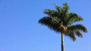 Mavi gökyüzü arka planında izole edilmiş büyük palmiye ağacı yumuşak rüzgarda sallanıyor ve doğal bir arka planda dinleniyor..