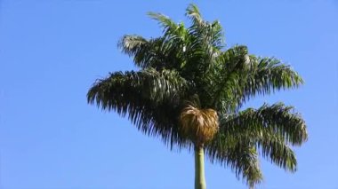 Mavi gökyüzü arka planında izole edilmiş büyük palmiye ağacı yumuşak rüzgarda sallanıyor ve doğal bir arka planda dinleniyor..