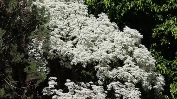 Белолистник Известный Noivinha Euphorbia Leucocephala Бразильского Cerrado Панорамном Видео Покачиваясь — стоковое видео