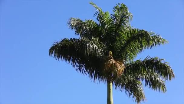 在蓝天背景上隔离的大棕榈树 在柔和的风中摇曳 在自然的背景上悠闲 — 图库视频影像