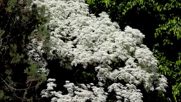 Weiße Blattspflanze Bekannt Als Noivinha Euphorbia Leucocephala Des Brasilianischen Cerrado — Stockvideo