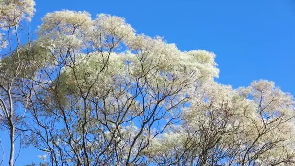 Weiße Blattspflanze Bekannt Als Noivinha Euphorbia Leucocephala Des Brasilianischen Cerrado — Stockvideo