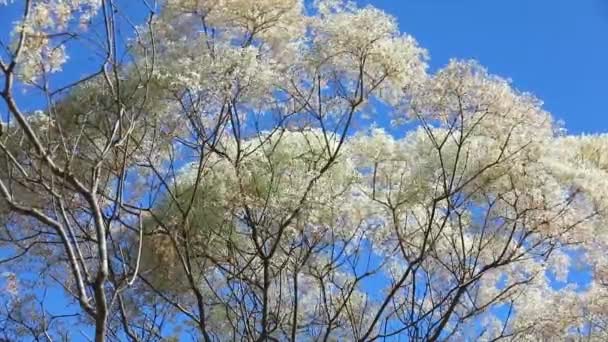Белолистник Известный Noivinha Euphorbia Leucocephala Бразильского Cerrado Панорамном Видео Покачиваясь — стоковое видео
