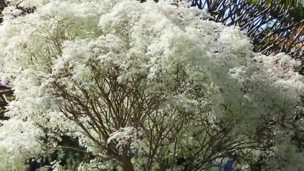 Valkoinen Lehtikasvi Tunnetaan Nimellä Noivinha Euphorbia Leucocephala Brasilian Kerrado Panoraama — kuvapankkivideo