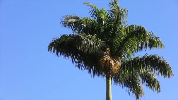 在蓝天背景上隔离的大棕榈树 在柔和的风中摇曳 在自然的背景上悠闲 — 图库视频影像