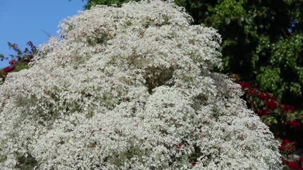Planta Hoja Blanca Conocida Como Noivinha Euphorbia Leucocephala Del Brasileño — Vídeo de stock