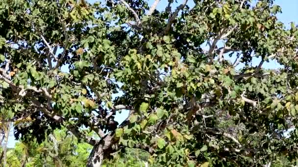 Duże Odizolowane Drzewo Pequi Caryocar Brasiliense Wideo Kołysząc Się Przy — Wideo stockowe