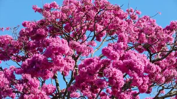 Pink Brazil Cerrado Panoramic Video Swing Soft Wind Braslia — стокове відео