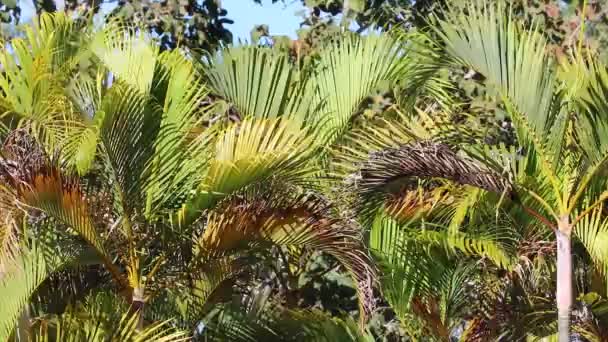 热带棕榈树在柔和的风中摇曳 在自然的背景上悠闲 — 图库视频影像