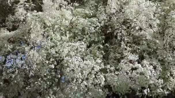 Planta Folha Branca Conhecida Como Noivinha Euphorbia Leucocephala Cerrado Brasileiro — Vídeo de Stock