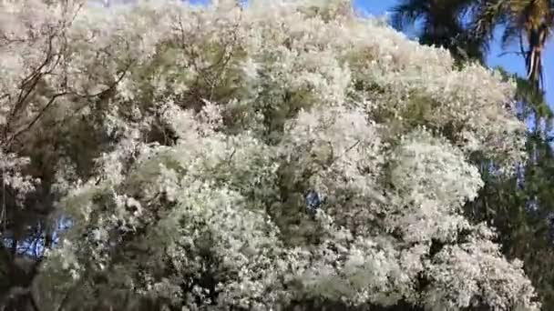 Білий Листок Відомий Noivinha Euphorbia Leucocephala Бразильська Керадо Панорамному Відео — стокове відео
