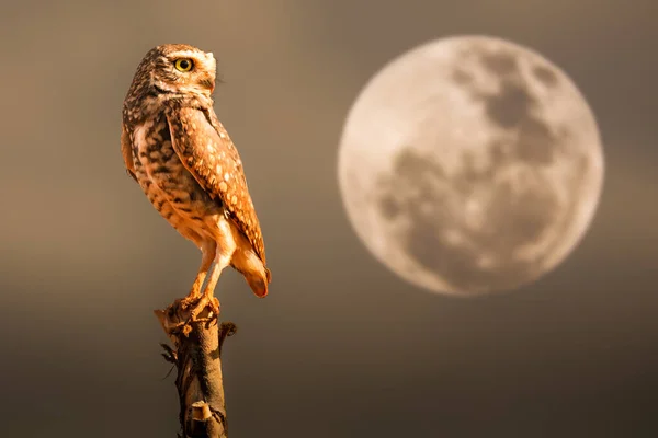 Beautiful burrowing owl perched with moonlight in the background