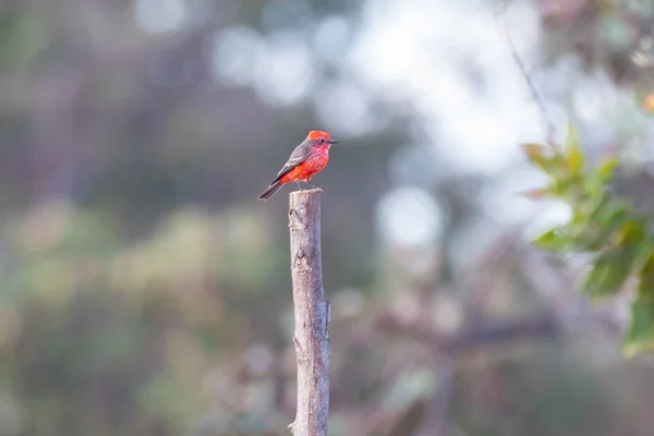 Pequeno Pássaro Vermelho Conhecido Como Príncipe Pyrocephalus Rubinus Empoleirado Árvore — Fotografia de Stock