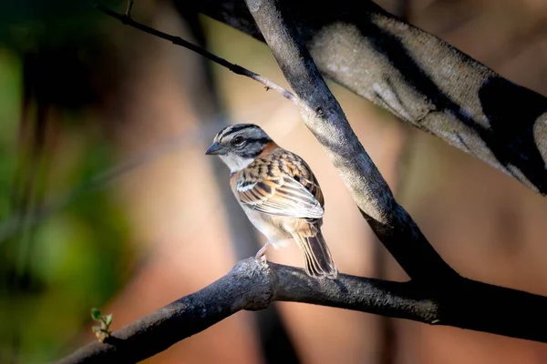 stock image Small Brazilian bird known as tico-tico Zonotrichia capensis