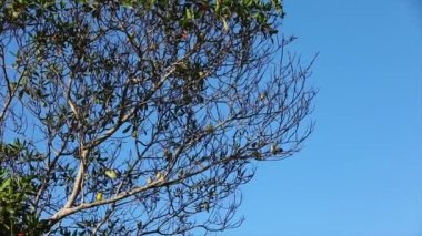 Kuş sürüsü, toprak kanaryası (Sicalis flaveola) ağaca tünedi ve sürü halinde ayrıldı. 