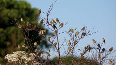 Kuş sürüsü, toprak kanaryası (Sicalis flaveola) ağaca tünedi ve sürü halinde ayrıldı. 