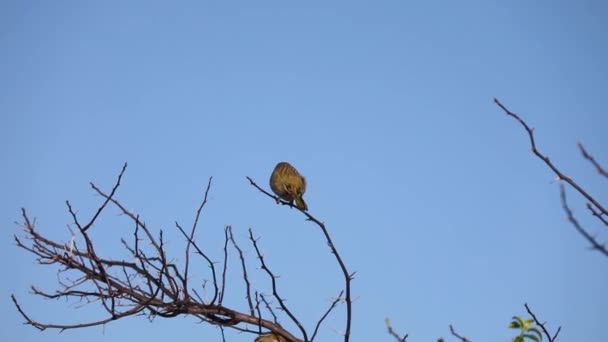 鳥の群れ 地上のカナリア シカリフラベオラ は木の上に倒れ 群れのままになります Canrio Terra — ストック動画