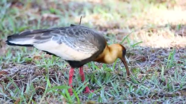 Curicaca Kuşu Theristicus Caudatus Güney Amerika Nın Tipik Büyük Gagalı — Stok video