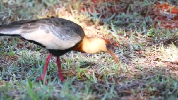 Curicaca Bird Theristicus Caudatus 남아메리카의 전형적 섭금류이다 비디오 — 비디오